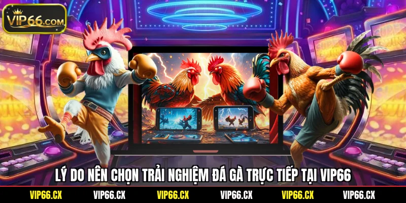 Lý do nên chọn trải nghiệm đá gà trực tiếp tại Vip66