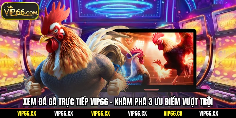 Xem Đá Gà Trực Tiếp Vip66 - Khám Phá 3 Ưu Điểm Vượt Trội